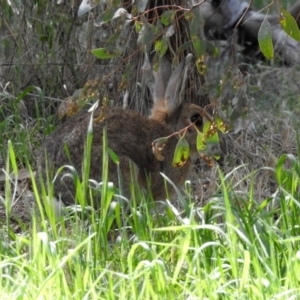 Oryctolagus cuniculus at Fyshwick, ACT - 29 Sep 2018 01:57 PM