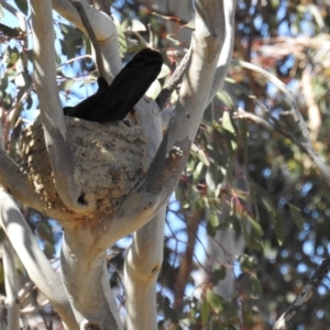 Corcorax melanorhamphos at Kambah, ACT - 29 Sep 2018