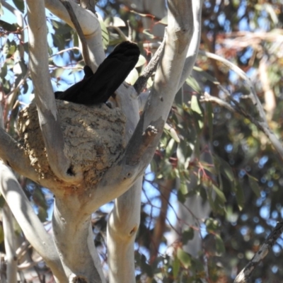 Corcorax melanorhamphos (White-winged Chough) at Kambah, ACT - 28 Sep 2018 by HelenCross