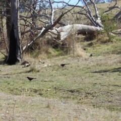 Corcorax melanorhamphos at Kambah, ACT - 29 Sep 2018