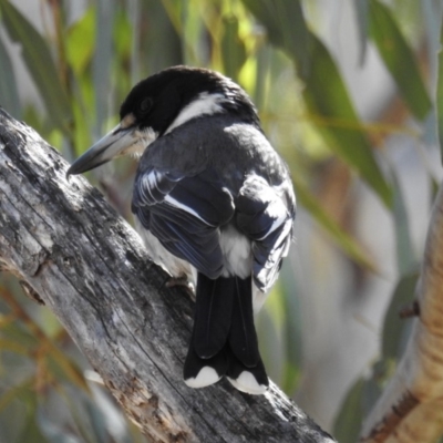Cracticus torquatus (Grey Butcherbird) at Kambah, ACT - 28 Sep 2018 by HelenCross