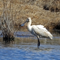 Platalea regia (Royal Spoonbill) at Jerrabomberra Wetlands - 29 Sep 2018 by RodDeb