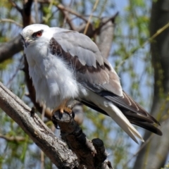 Elanus axillaris (Black-shouldered Kite) at Fyshwick, ACT - 29 Sep 2018 by RodDeb