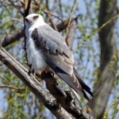 Elanus axillaris at Fyshwick, ACT - 29 Sep 2018