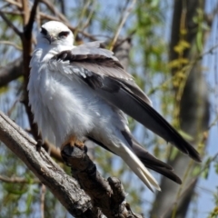 Elanus axillaris at Fyshwick, ACT - 29 Sep 2018