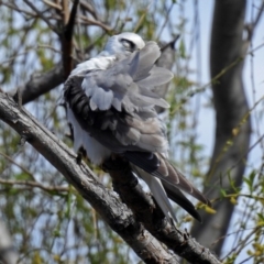 Elanus axillaris at Fyshwick, ACT - 29 Sep 2018