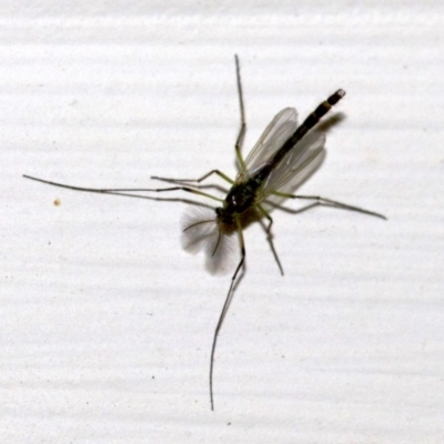 Chironomidae (family) (Non-biting Midge) at Ainslie, ACT - 28 Sep 2018 by jb2602