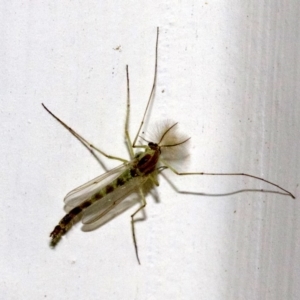 Chironomidae (family) at Ainslie, ACT - 28 Sep 2018