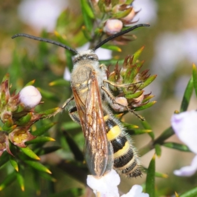 Radumeris tasmaniensis (Yellow Hairy Flower Wasp) at Sth Tablelands Ecosystem Park - 29 Sep 2018 by Harrisi