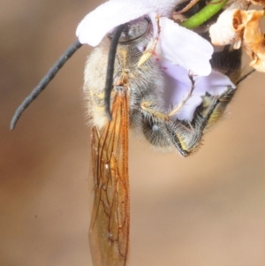 Radumeris tasmaniensis at Molonglo Valley, ACT - 29 Sep 2018