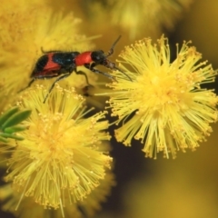 Dicranolaius bellulus (Red and Blue Pollen Beetle) at ANBG - 27 Sep 2018 by Tim L