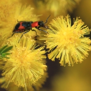 Dicranolaius bellulus at Hackett, ACT - 27 Sep 2018