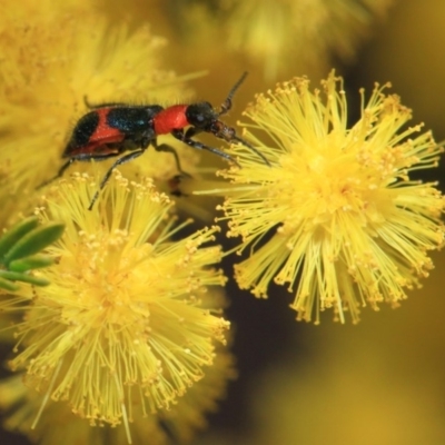 Dicranolaius bellulus (Red and Blue Pollen Beetle) at Hackett, ACT - 27 Sep 2018 by TimL