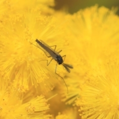 Chironomidae (family) (Non-biting Midge) at ANBG - 27 Sep 2018 by Tim L