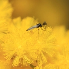 Chironomidae (family) at Hackett, ACT - 27 Sep 2018 12:47 PM