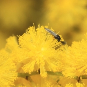 Chironomidae (family) at Hackett, ACT - 27 Sep 2018 12:47 PM