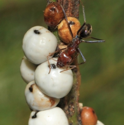 Iridomyrmex purpureus (Meat Ant) at Hackett, ACT - 27 Sep 2018 by TimL