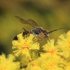 Tiphiidae (family) (Unidentified Smooth flower wasp) at Paddys River, ACT - 28 Sep 2018 by TimL