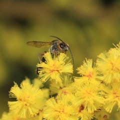 Tiphiidae (family) at Paddys River, ACT - 28 Sep 2018