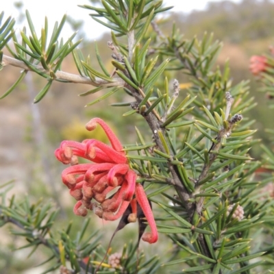 Grevillea juniperina (Grevillea) at Bullen Range - 22 Sep 2018 by MichaelBedingfield