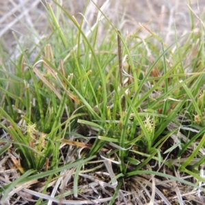 Carex breviculmis at Bullen Range - 22 Sep 2018