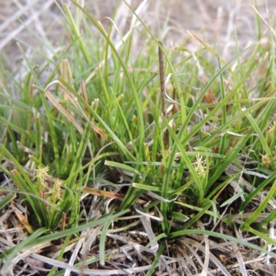 Carex breviculmis (Short-Stem Sedge) at Bullen Range - 22 Sep 2018 by MichaelBedingfield