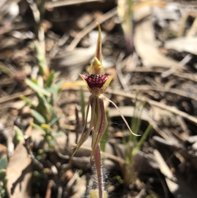 Caladenia actensis (Canberra Spider Orchid) at Mount Majura - 30 Sep 2018 by AaronClausen