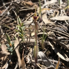 Caladenia actensis at suppressed - suppressed