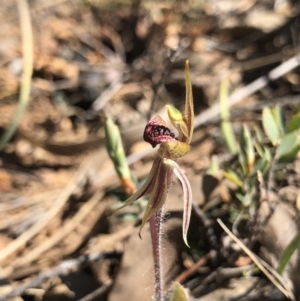 Caladenia actensis at suppressed - suppressed