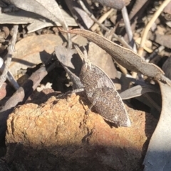 Goniaea sp. (genus) (A gumleaf grasshopper) at Mount Majura - 30 Sep 2018 by AaronClausen