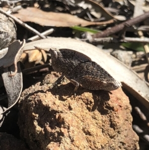 Goniaea sp. (genus) at Hackett, ACT - 30 Sep 2018 10:59 AM