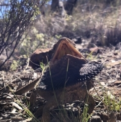 Pogona barbata (Eastern Bearded Dragon) at Mount Majura - 30 Sep 2018 by AaronClausen