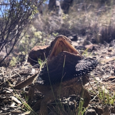 Pogona barbata (Eastern Bearded Dragon) at Hackett, ACT - 30 Sep 2018 by AaronClausen