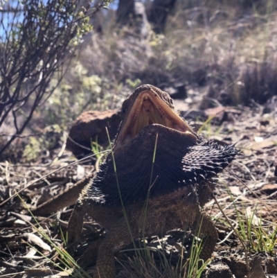 Pogona barbata (Eastern Bearded Dragon) at Mount Majura - 30 Sep 2018 by AaronClausen