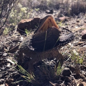 Pogona barbata at Hackett, ACT - suppressed