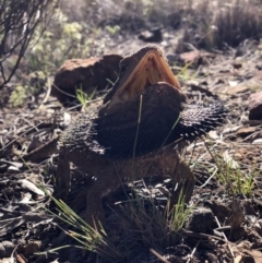 Pogona barbata at Hackett, ACT - 30 Sep 2018