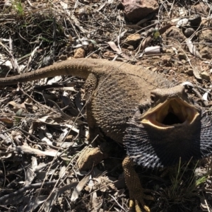 Pogona barbata at Hackett, ACT - suppressed