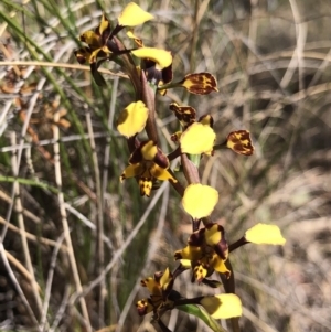 Diuris pardina at Hackett, ACT - 30 Sep 2018