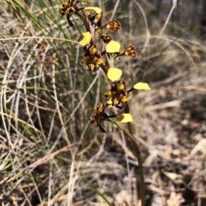 Diuris pardina at Hackett, ACT - 30 Sep 2018