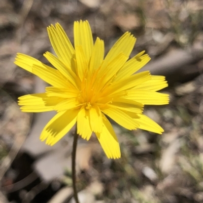 Microseris walteri (Yam Daisy, Murnong) at Hackett, ACT - 30 Sep 2018 by AaronClausen