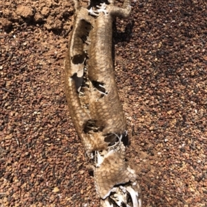 Tiliqua rugosa at Majura, ACT - 30 Sep 2018 10:42 AM