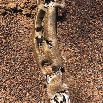 Tiliqua rugosa (Shingleback Lizard) at Mount Majura - 30 Sep 2018 by AaronClausen