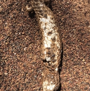 Tiliqua rugosa at Majura, ACT - 30 Sep 2018