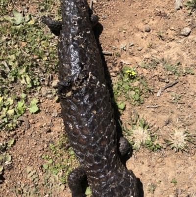 Tiliqua rugosa (Shingleback Lizard) at Mount Ainslie - 30 Sep 2018 by AaronClausen
