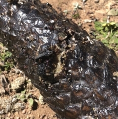 Tiliqua rugosa at Hackett, ACT - 30 Sep 2018 11:24 AM