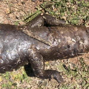 Tiliqua rugosa at Hackett, ACT - 30 Sep 2018 11:24 AM