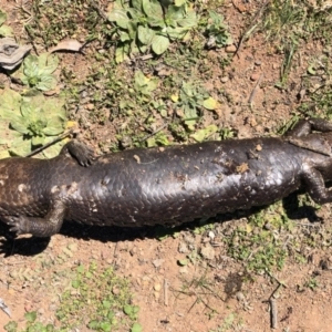 Tiliqua rugosa at Hackett, ACT - 30 Sep 2018 11:24 AM