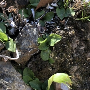 Pterostylis nutans at Acton, ACT - suppressed