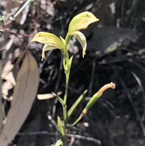 Bunochilus umbrinus (ACT) = Pterostylis umbrina (NSW) at suppressed - 30 Sep 2018