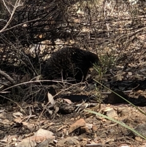 Tachyglossus aculeatus at Acton, ACT - 30 Sep 2018 12:16 PM